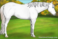 Horse Color:Gray White Spotted Perlino Splash Tobiano Near Leopard 
