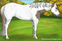 Horse Color:Smoky Grullo Splash Tobiano Frame Appaloosa