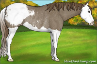 Horse Color:Smoky Grullo Splash Snowcap Rabicano 