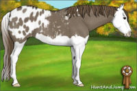 Horse Color:Smoky Grullo Splash Appaloosa 