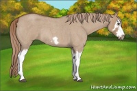 Horse Color:Red Dun Roan Splash Frame Rabicano