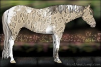Horse Color:Amber Cream Champagne Ice Roan Tobiano