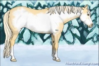 Horse Color:Palomino Dun Frame 