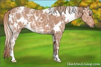 Horse Color:White Spotted Chestnut Ice