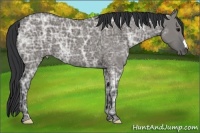 Horse Color:Grullo Ice 