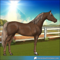 Horse Color:Chocolate Palomino 