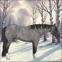 Horse Color:Smoky Blue Roan 