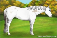 Horse Color:Classic Champagne Roan Dun Splash Tobiano Rabicano