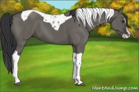 Horse Color:Grullo Splash Tobiano 