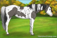 Horse Color:Grullo Splash Tobiano 