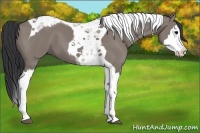 Horse Color:Grullo Splash Tobiano 
