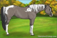 Horse Color:Grullo Splash Tobiano 