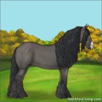 Horse Color:Grullo 