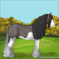 Horse Color:Grullo Splash 