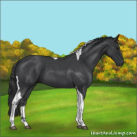 Horse Color:Blue Roan Tobiano