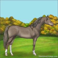 Horse Color:Liver Red Dun Mushroom 