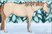 Horse Color:Gold Champagne Dun 