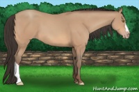 Horse Color:Amber Champagne 