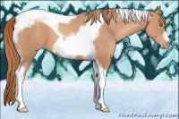 Horse Color:Gold Champagne Tobiano Frame