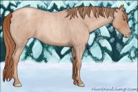 Horse Color:Gold Champagne Roan 