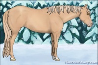 Horse Color:Gold Champagne