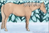 Horse Color:Gold Champagne 
