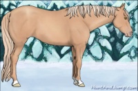 Horse Color:Gold Champagne