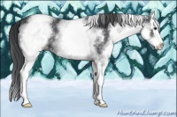 Horse Color:White Spotted Black Splash 