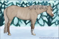 Horse Color:Silver Grullo Rabicano 