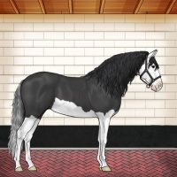 Horse Color:Black Splash 