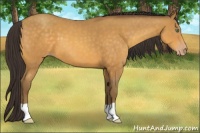 Horse Color:Amber Cream Champagne 