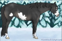 Horse Color:Black Frame 