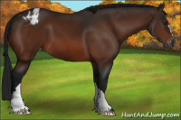 Horse Color:Gray Bay Appaloosa 