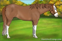 Horse Color:Chestnut Splash
