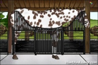Horse Color:Liver Chestnut Appaloosa 
