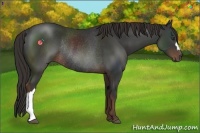 Horse Color:Liver Chestnut Rabicano 