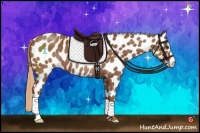 Horse Color:Chestnut Appaloosa 