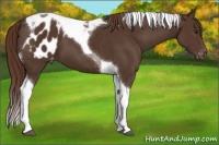 Horse Color:Liver Chestnut Tobiano Appaloosa