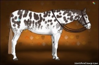 Horse Color:White Spotted Liver Chestnut Near Leopard 