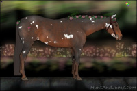 Horse Color:White Spotted Liver Chestnut