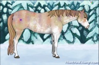 Horse Color:Nacre Chestnut Sabino