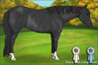 Horse Color:Black Rabicano 