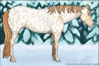 Horse Color:Buckskin Pearl Appaloosa