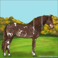 Horse Color:White Spotted Liver Chestnut