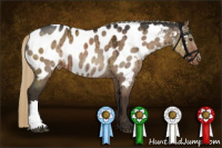 Horse Color:Liver Red Dun Appaloosa Brindle 