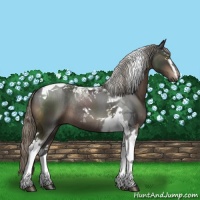 Horse Color:White Spotted Liver Chestnut Mushroom Tobiano Rabicano