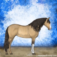 Horse Color:Buckskin Dun Rabicano