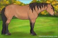 Horse Color:Bay Sabino 