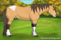 Horse Color:Buckskin Appaloosa 