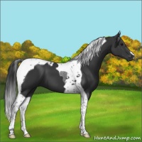 Horse Color:Black Tobiano 